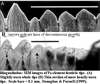 Idiognathus Pa element denticle tips. Donoghue & Purnell (1999).