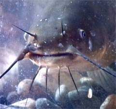 Ill-tempered catfish