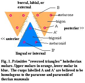 Reversed triangles