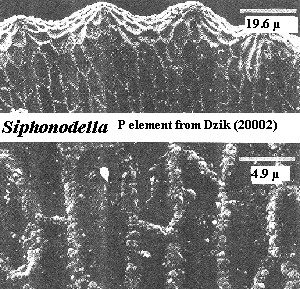 Siphonodella Denticles. Dzik (2000)