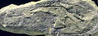 Zenaspis fossil