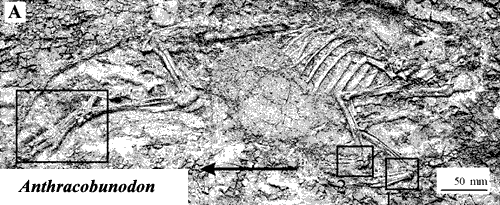 Anthracobunodon