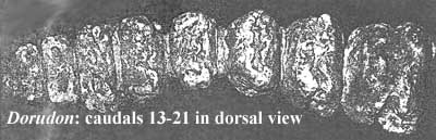 Dorudon caudals 13-21 from Uhen (1998)