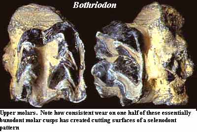 Bothriodon upper molars