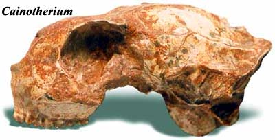 Cainotherium Skull