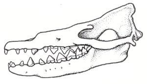 Rhodocetus skull