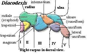 Diacodexis right carpus