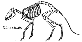 Diacodexis