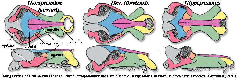 Hippopotamid cranial dermal bones. Coryndon (1978)