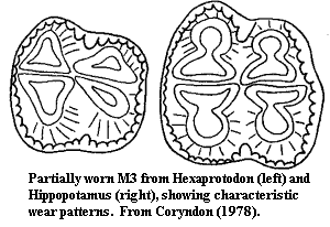 Hippopotamid M3s. Coryndon (1978)