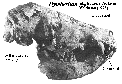 Hyotherium from Cooke & Wilkinson (1978)