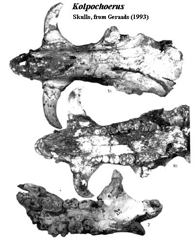 Kolpochoerus Skulls from Geraads (1993)