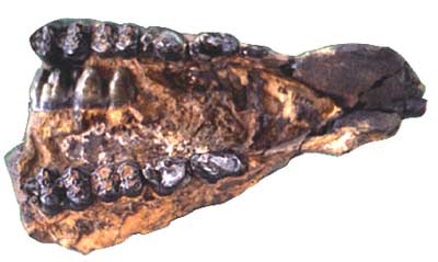 Nyanzachoherus jaw