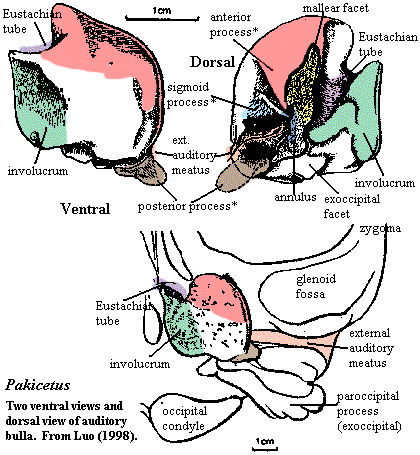 Pakicetus auditory bulla