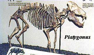 Platygonus