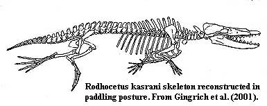 Rodhocetus kasrani