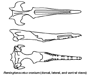 Remingtonocetidae cranium