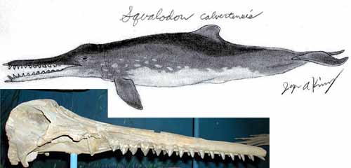 Squalodon: life reconstruction and cranium