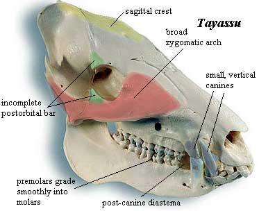 Tayassu Skull