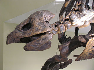 Head of Archelon