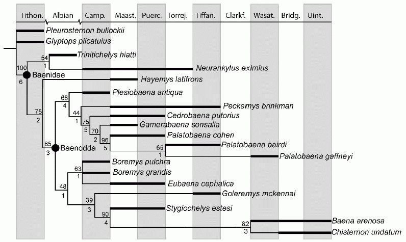 Baenidae cladogram mapped against the stratigraphic scale - Lyson & Joyce 2009 fig 12