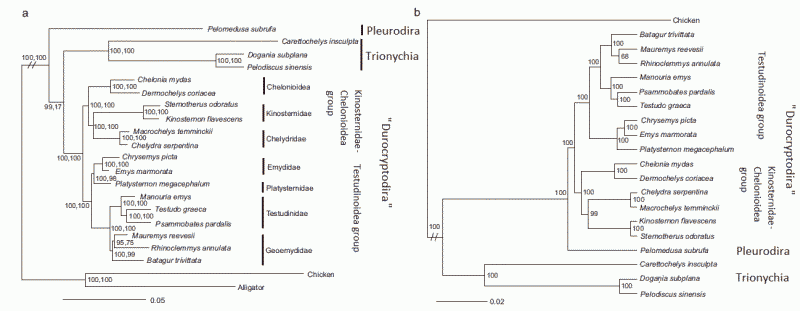 Molecular phylogeny according to Barley et al 2010