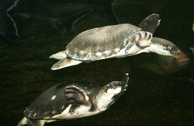 Carettochelys insculpta