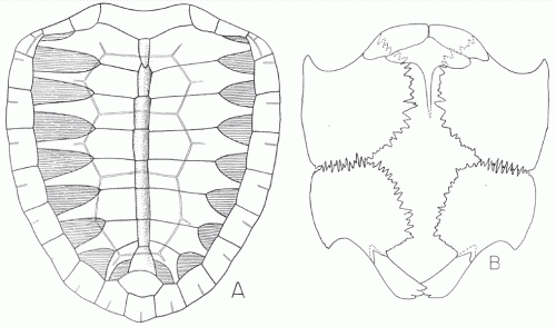 Chelosphargis advena - from Zangerl, 1953