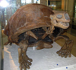 Colossochelys atlas