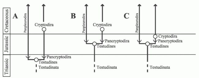 Three hypotheses of cryptodire evolution, from Danilov & Parham, 2006 fig 7