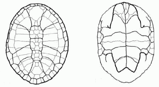 Dortoka vasconica