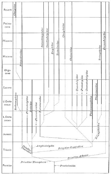 Earliest phylogeny of higher taxa of living and extinct turtles