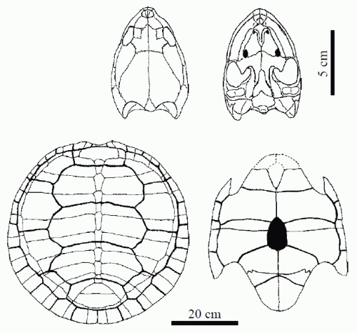 Hylaeochelys belli