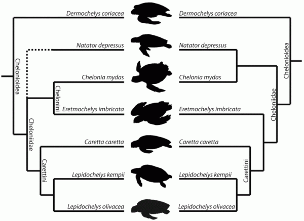 Alternative chelonioid phylogenies, from Jones et al, 2012, fig 1