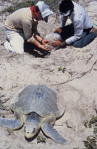 Researchers collect Kemp's ridley sea turtle eggs