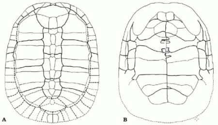 Kharakhutulia kalandadzei