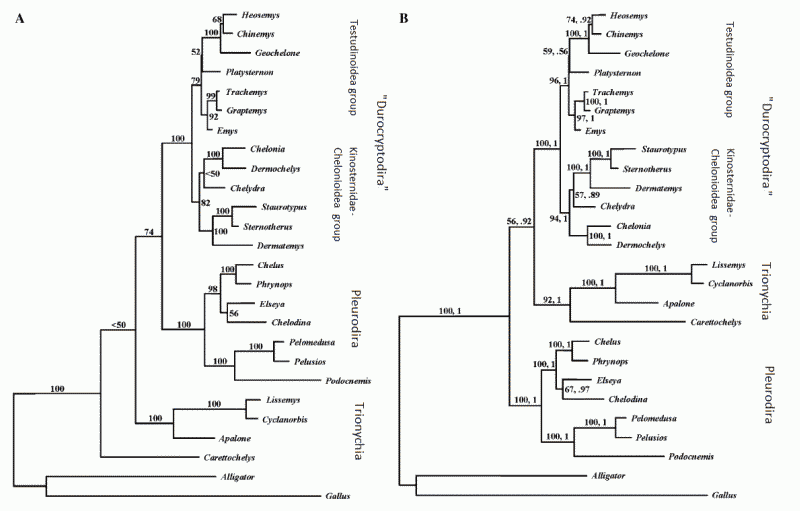 Molecular phylogeny according to Krenz et al 2005