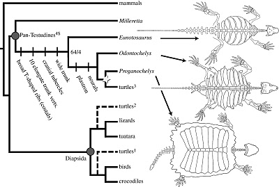 Origin of chelonians from Eunotosaurus according to Lyson et al 2010