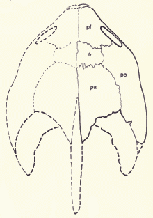 Macrocephalochelys pontica