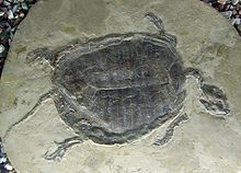 Manchurochelys liaoxiensis