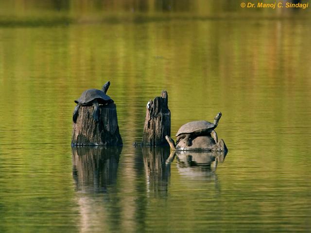 Indian pond turtles - Melanochelys trijuga