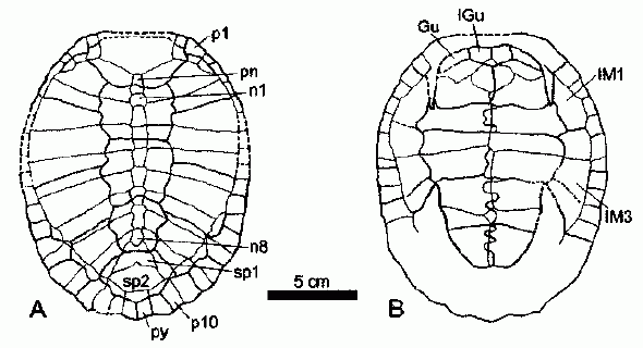 Peltochelys duchastelli