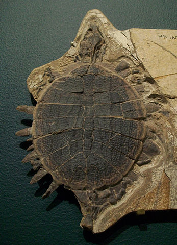 Plastomenus in the Field Museum of Natural History, Chicago