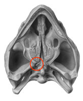 Proganochelys basicranial articulation