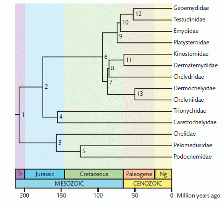 Molecular timetree