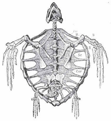 Caretta skeleton