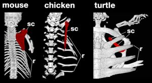 scapula and ribs in mouse, chicken, and turtle - photo by Jamie Wilson - Shutterstock