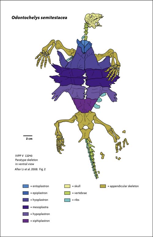 Odontochelys semitestacea - graphic from Hairy Museum of Natural History