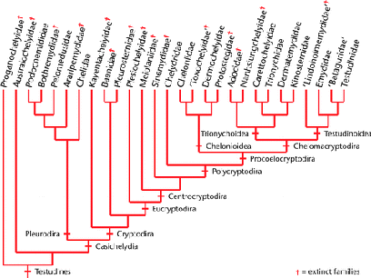 Testudine cladogram