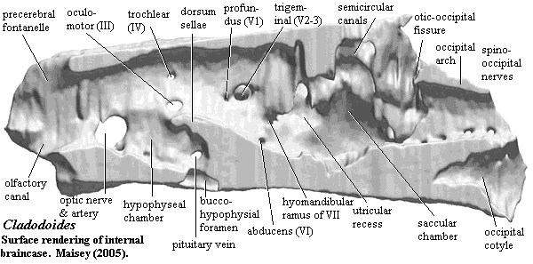 Cladodoides internal braincase surface. Maisey (2005)